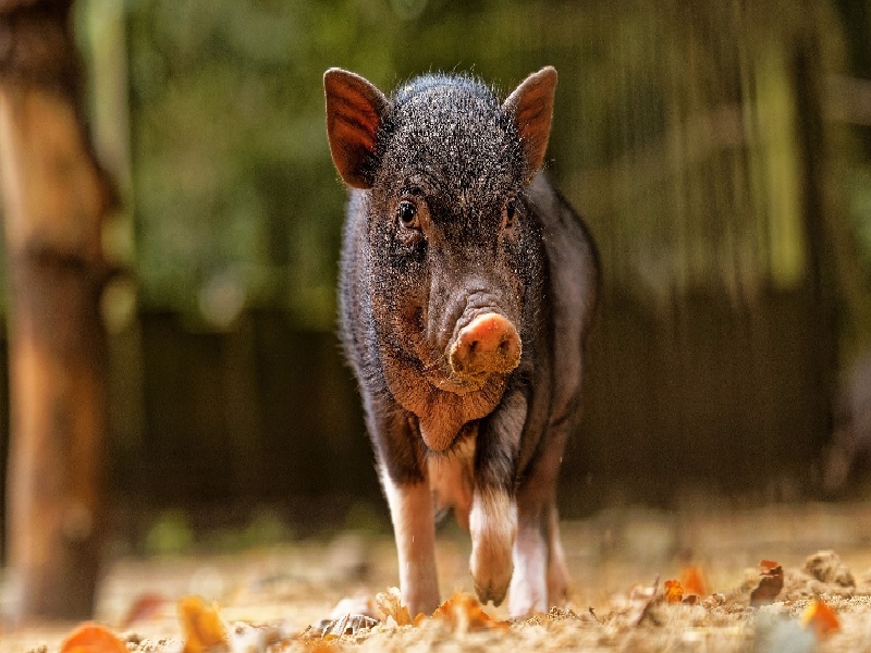 试管移植打针保胎,试管要住院么